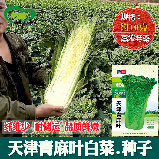河间市天津青麻叶白菜种子四季农田菜园直筒浅绿叶片柔嫩脆甜大白菜种子