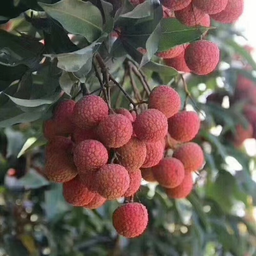 高州市广东茂名高州根子白糖罂荔枝