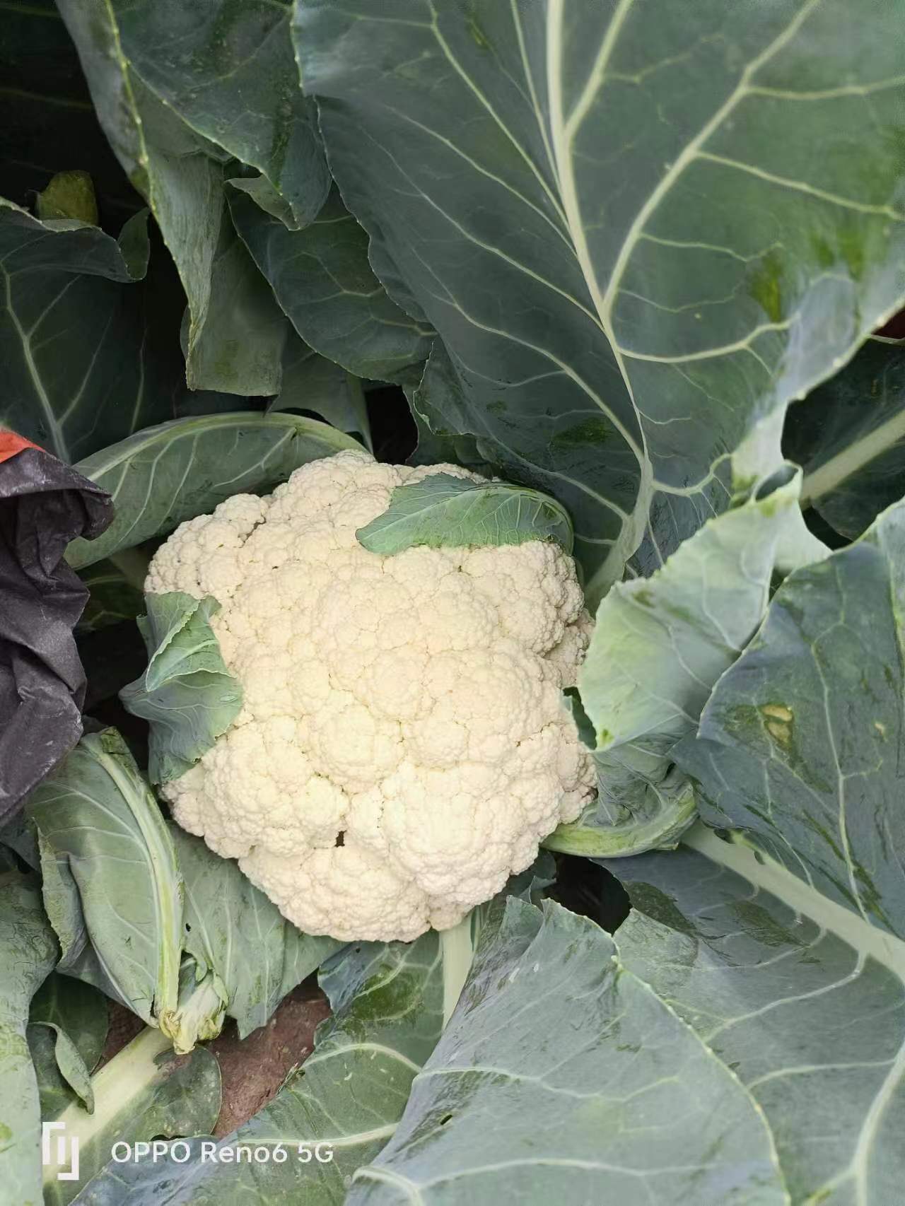 花菜 河南开封花菜 青梗白面，散花原产地直发，品质保证