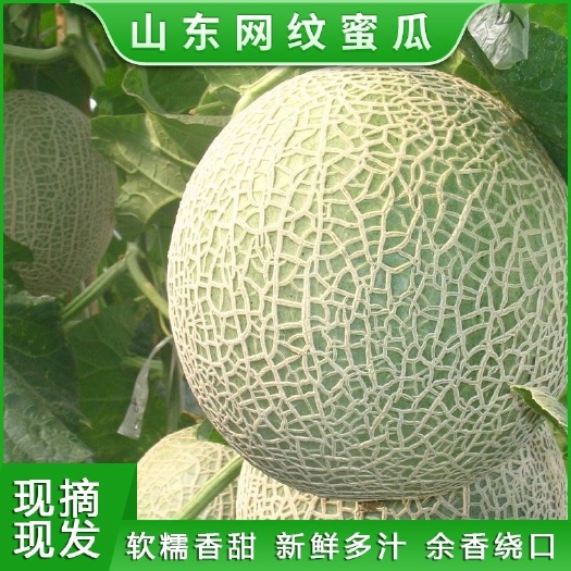 唐县现货冰淇淋网纹蜜瓜山东哈密瓜新鲜水果当季海南海阳玫珑甜瓜包邮