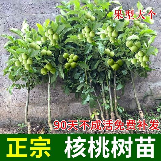 平邑县核桃苗薄皮核桃8518嫁接核桃树苗南北方种植果树苗山核桃纸皮