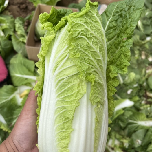 大娃娃菜