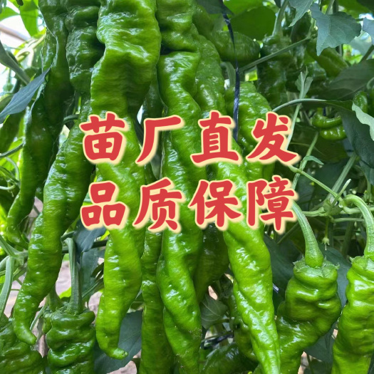 辣椒苗尖椒苗线椒苗螺丝椒苗方椒苗薄皮椒苗皱皮椒苗杭椒苗