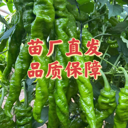 寿光市辣椒苗尖椒苗线椒苗螺丝椒苗方椒苗薄皮椒苗皱皮椒苗杭椒苗