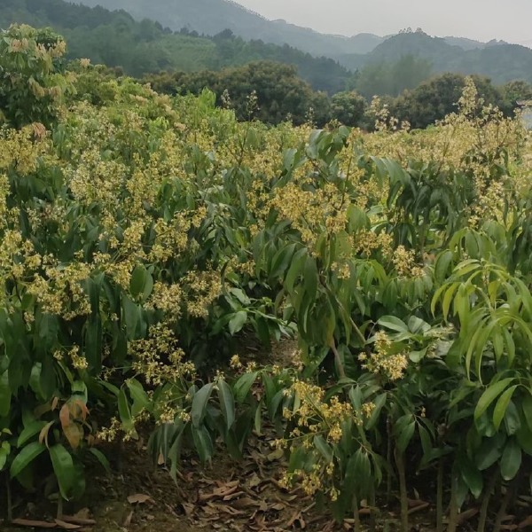 无核荔枝、仙进奉、桂味、妃子笑、绿观音、冰荔枝、