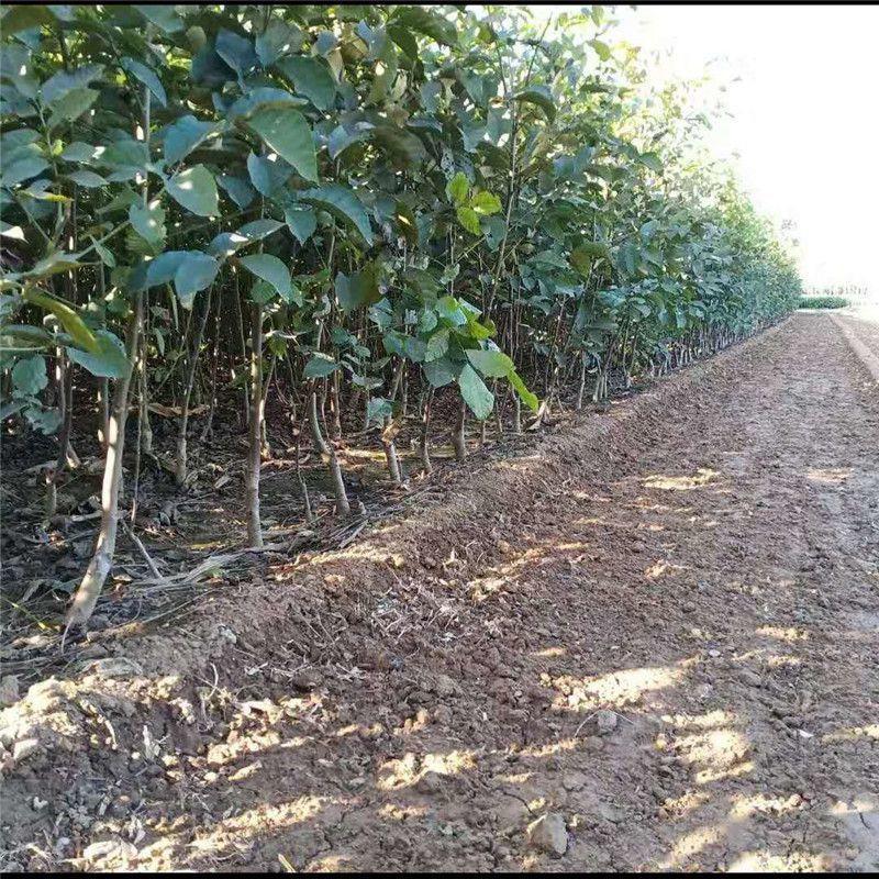 核桃苗薄皮核桃8518嫁接核桃树苗南北方种植果树苗山核桃纸皮