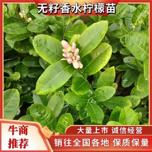 灵山县广东香水无籽四季柠檬苗