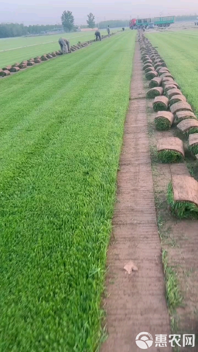 优质冷季型草坪  早熟禾和高羊茅 剪股颖百慕大果岭草