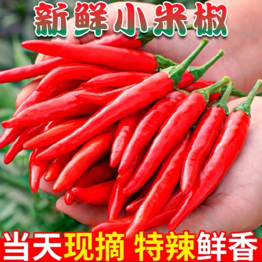 罗定市指天椒，红椒，新苗辣椒