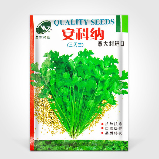 河间市四季速生香菜种子芫荽耐热耐抽苔四季播种农田菜园基地蔬菜种子