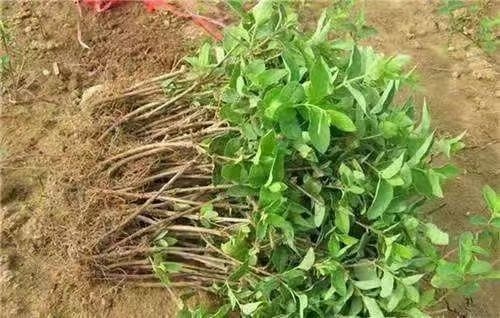 成都薄荷苗