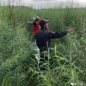 黑山县蒿柳种条