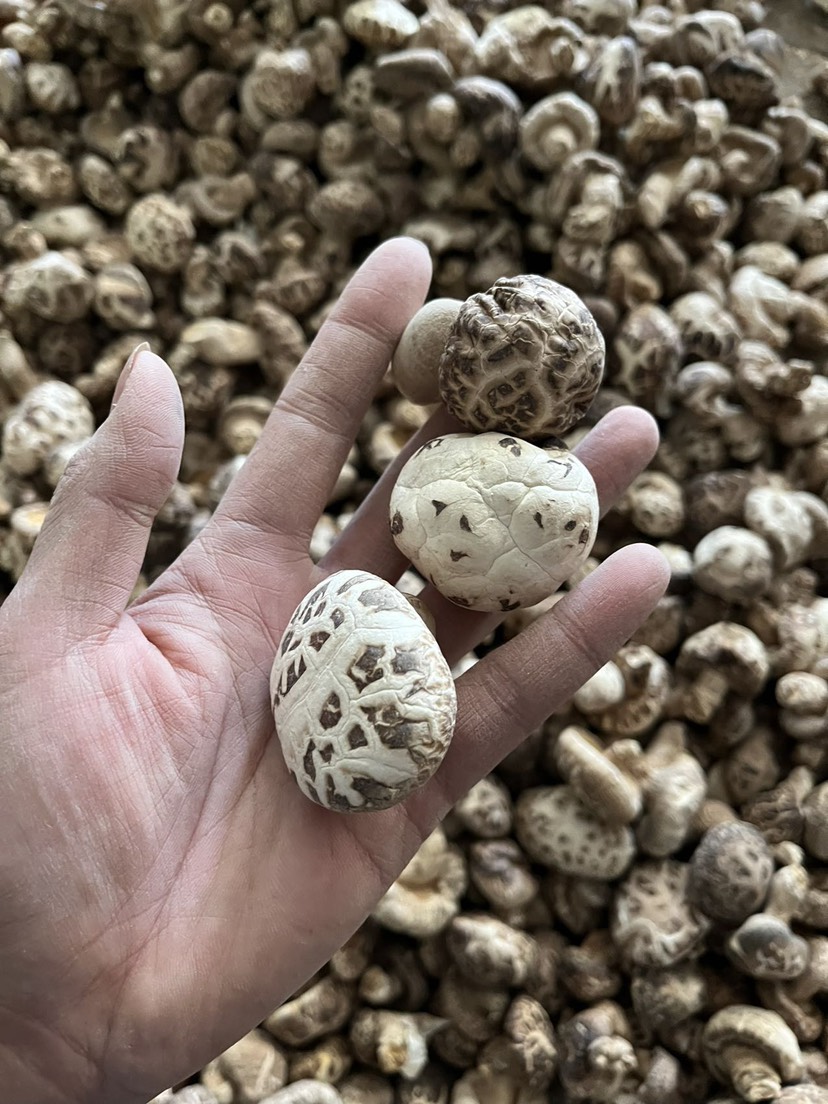 泌阳县包邮天白花菇3～4～6厘米干花菇2023新货