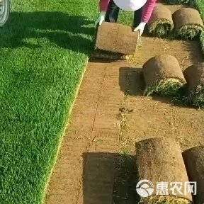 优质冷季型草坪  早熟禾和高羊茅 剪股颖百慕大果岭草