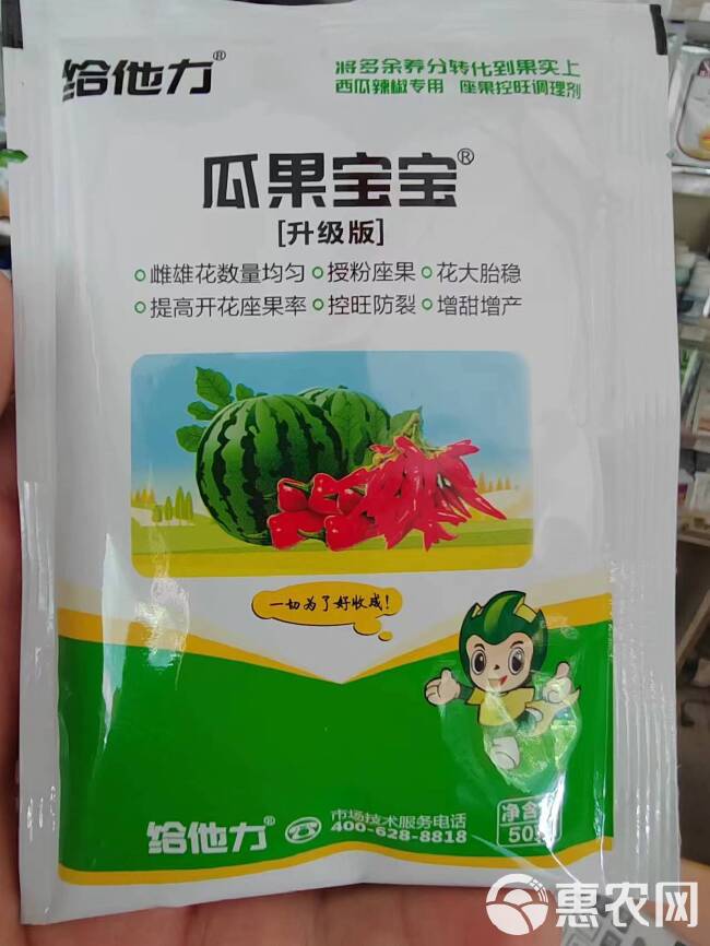 瓜果宝宝套餐，雌雄花数量均匀。授粉座果。花大胎稳，控旺