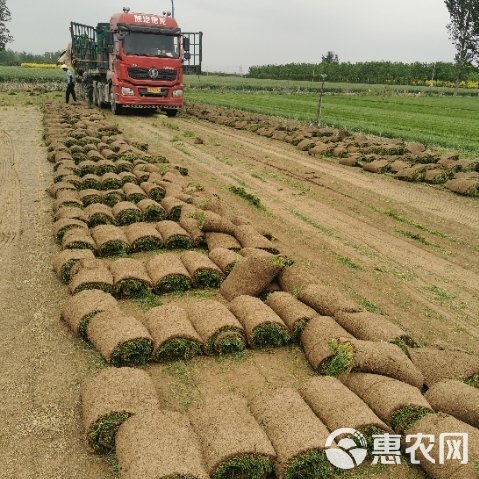 优质冷季型草坪  早熟禾和高羊茅 剪股颖百慕大果岭草