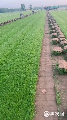 优质冷季型草坪  早熟禾和高羊茅 剪股颖百慕大果岭草