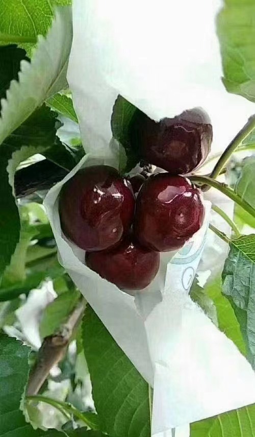 周至县樱桃，陕西，甘肃