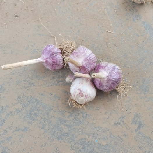 金乡县高品质太空蒜，蒜种，毛头净蒜都有，皮红，瓣红，产地一手货源