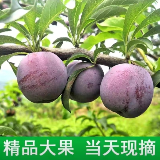 绥江县云南昭通市绥江县五月脆