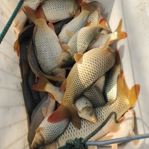 麻江县稻田鲤鱼，
