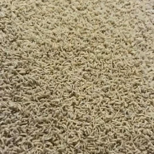 贵阳蝇蛆冻虫