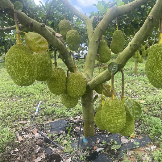 陵水县海南陵水8号菠萝蜜