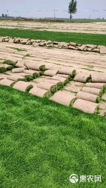 优质冷季型草坪  早熟禾和高羊茅 剪股颖百慕大果岭草