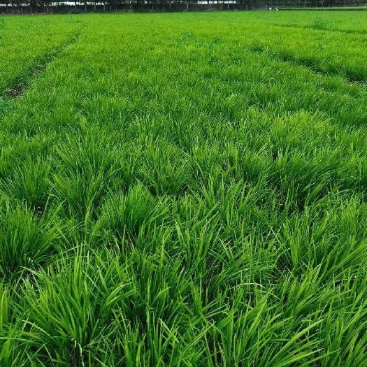 梁山县多年生优质中叶麦冬草