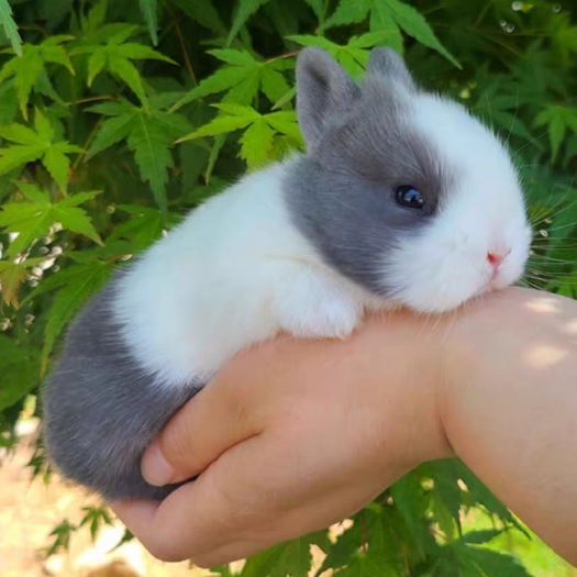 道奇兔宠物兔侏儒兔垂耳兔黑白黄白兔