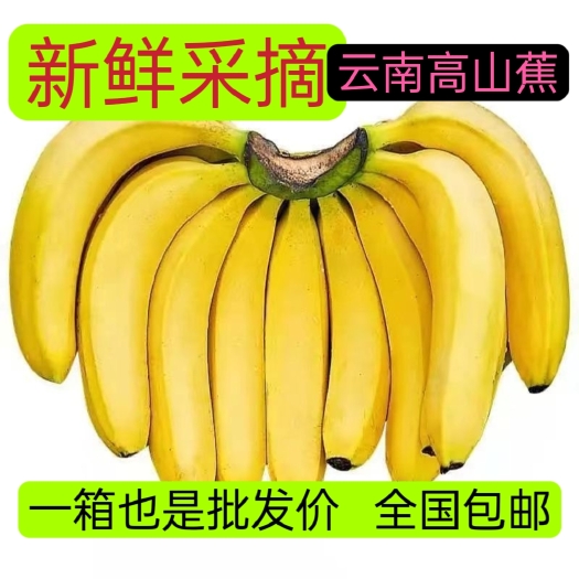 红河县现摘现发云南高山甜大香蕉带箱10斤全国包邮