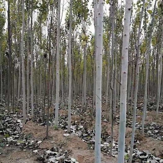 定州市白杨河北杨