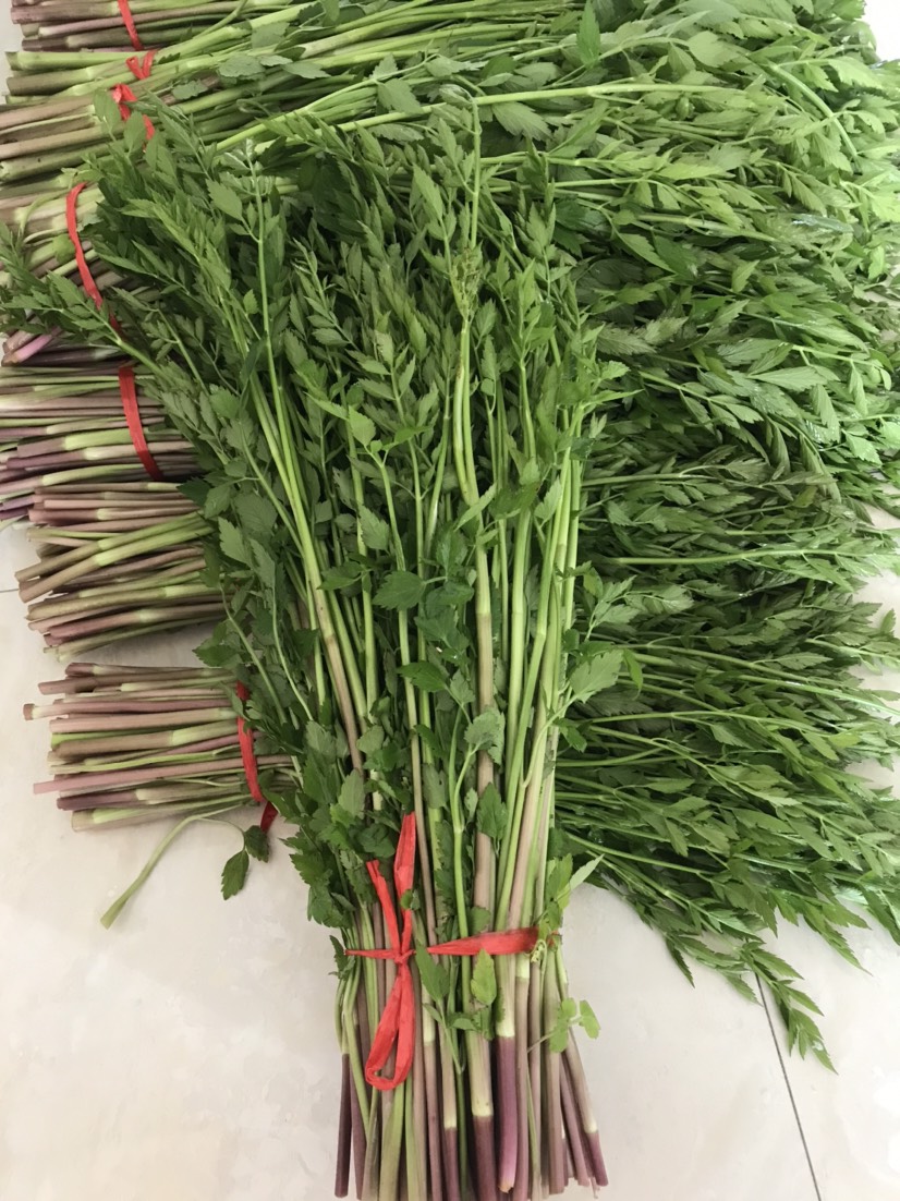 兴城市水芹菜，河芹菜。