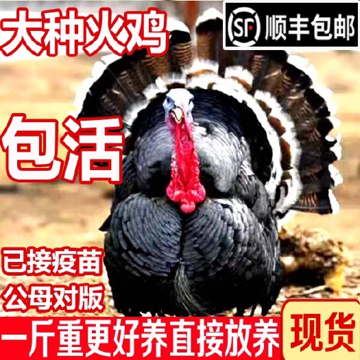 一斤左右火鸡苗一斤更好养