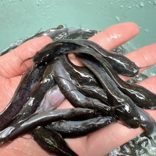 南宁杂交埃及鱼苗 胡子鲶鱼苗