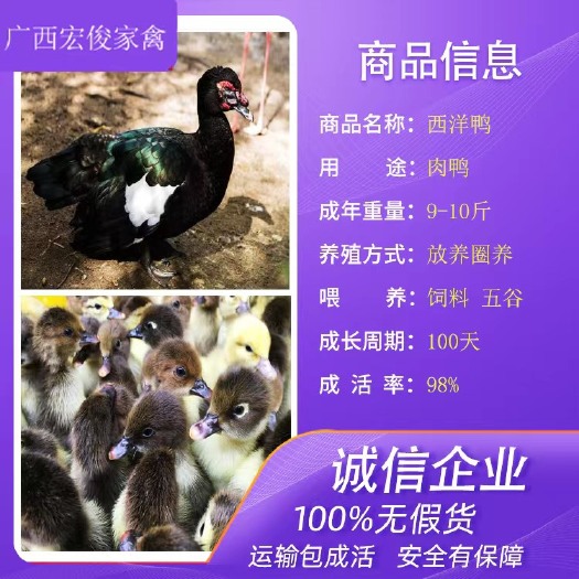 南宁大种黑番鸭苗