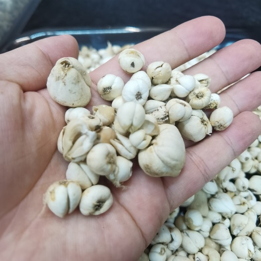 玉树市青高原贝母