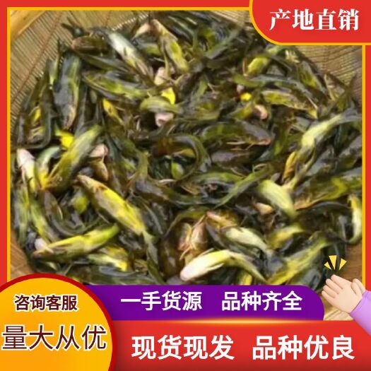 重庆市黄颡鱼苗 黄骨鱼苗 黄辣丁鱼苗产地发货包运输包技术