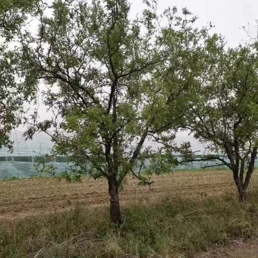 靖远县红枣树