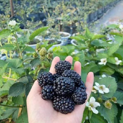 昆明树莓黑，红，黄泡苗