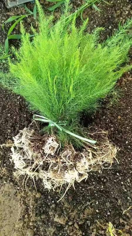 曹县鑫航育6号F1杂交一代芦笋苗子批发，存活率高，种植一次多年收