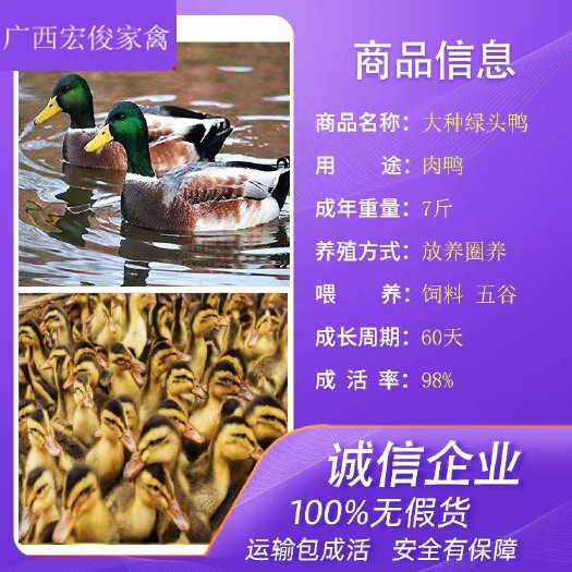 南宁大种青头鸭苗麻鸭苗