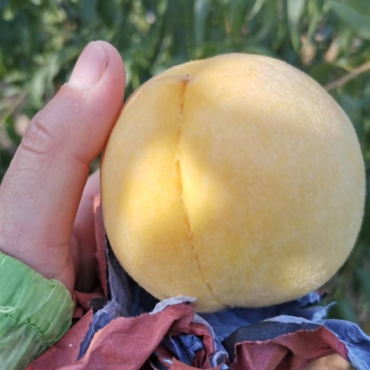 枣阳市锦香黄桃