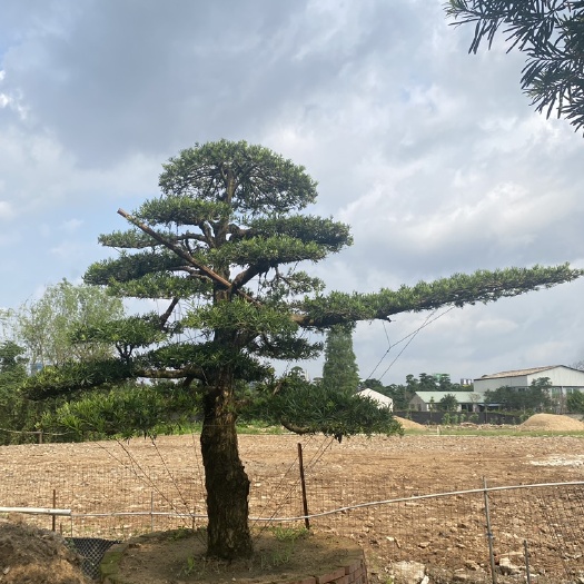 佛山精品罗汉松