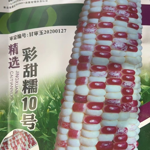 彩甜糯10号玉米种子  甜糯玉米种子 大棒彩糯 皮薄