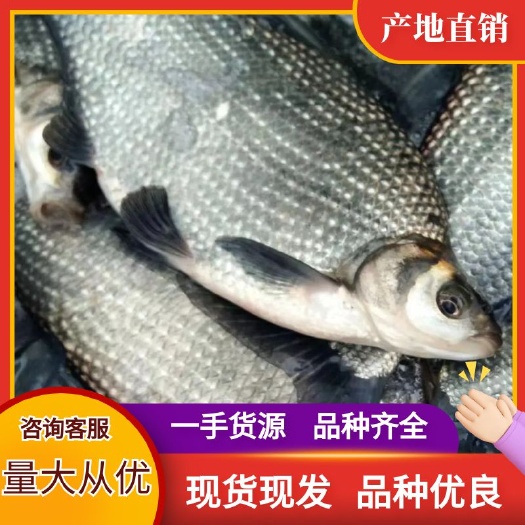 鳊鱼苗