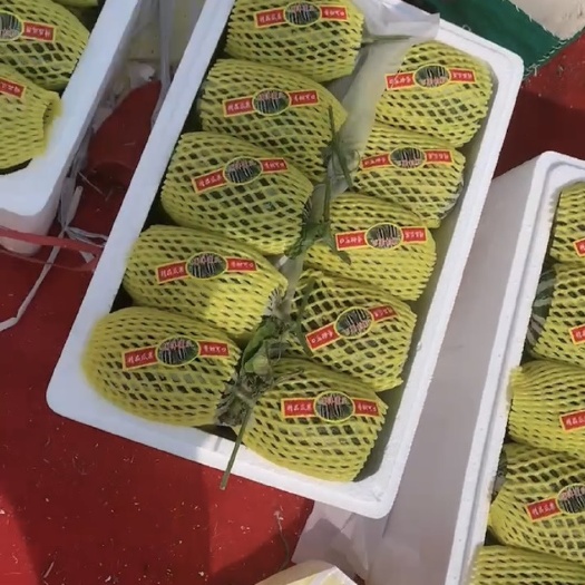 青县河北青县博洋九博洋六一口感酥脆货源充足现摘现发