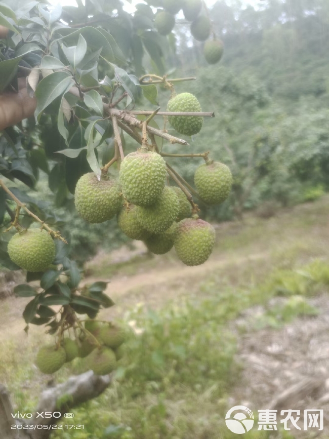 妃子笑，又称绿荷包，果皮青红，个大，肉色有如白蜡，脆爽而清甜