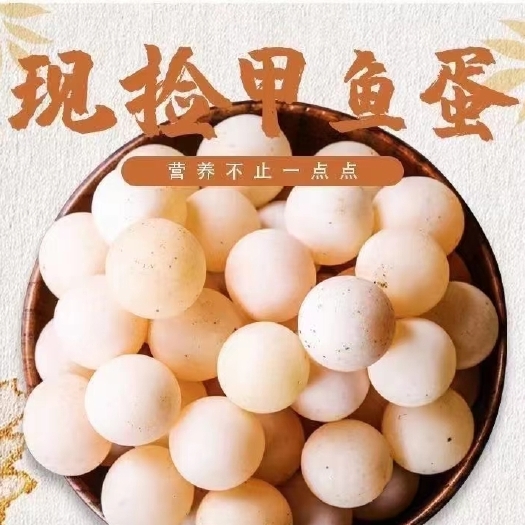 南丰县外塘现挖甲鱼蛋