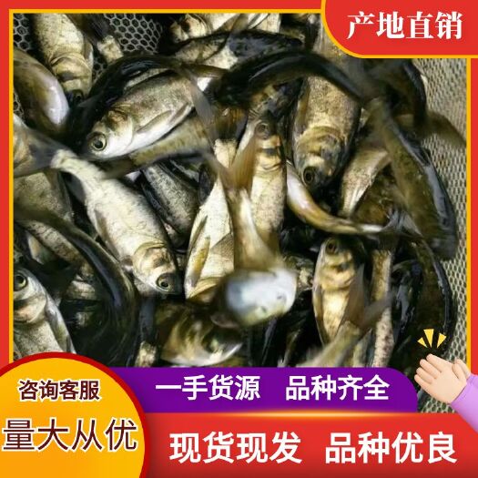 重庆市鲢鳙鱼